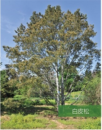 標題：名貴樹種
瀏覽次數：954
發表時間：2020-10-17